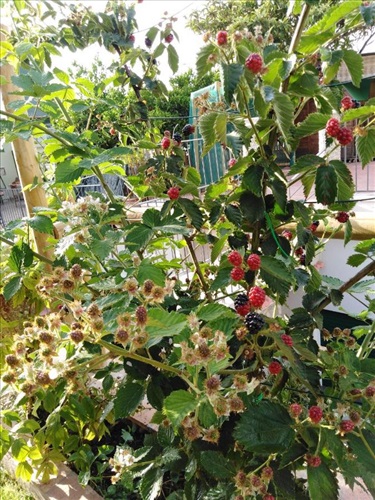 Hedera Capri B&B